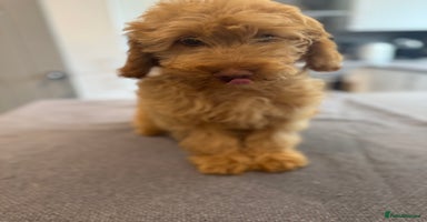 Cockapoo dogs - Advert 10