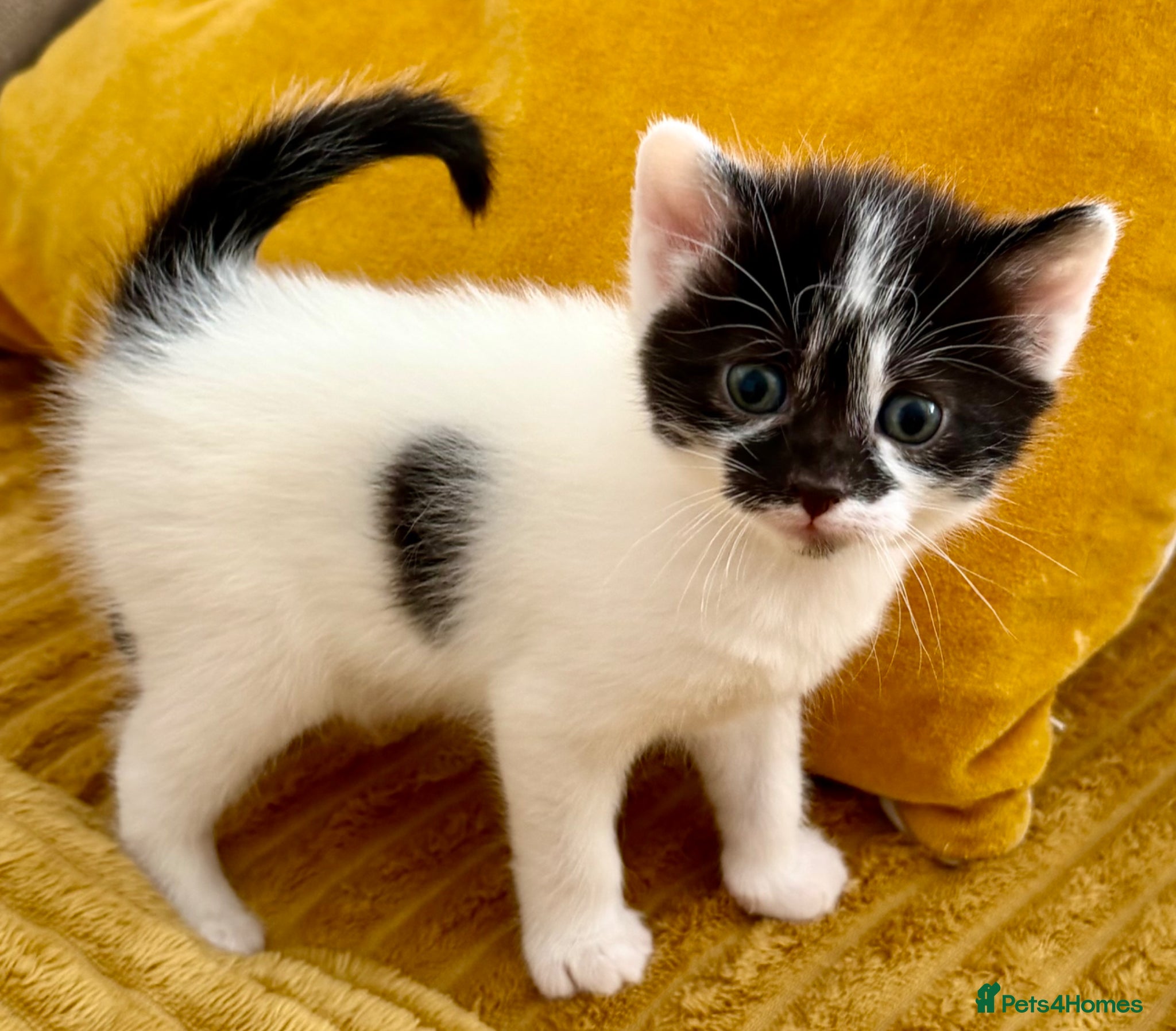Mixed Breed cats for sale: Gorgeous, lovely Tabby kittens looking for home💕 - Advert 11