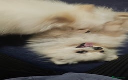 Pomeranian dogs for sale: Beautiful  ** -Size Pomeranian Girl - Image 9