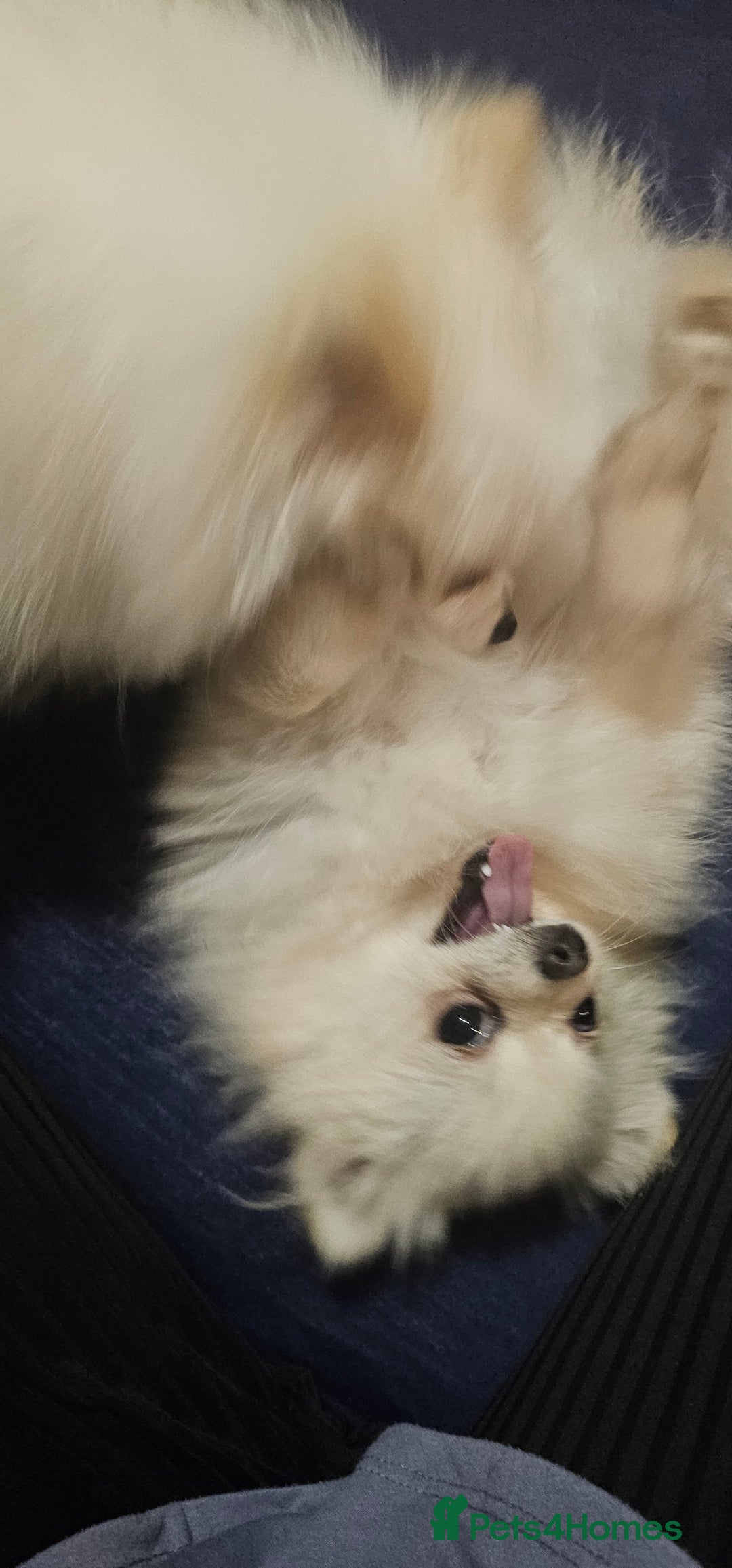 Pomeranian dogs for sale: Beautiful  ** -Size Pomeranian Girl - Image 9