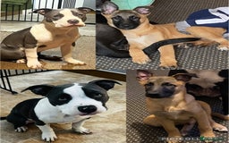 Mixed Breed dogs for sale: Blue american bulldog X belgian malinois - Image 9
