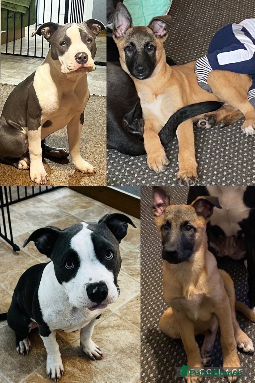 Mixed Breed dogs for sale: Blue american bulldog X belgian malinois - Image 9