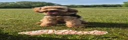 Mixed Breed dogs for sale: 4 Beautiful Cavapoo/Australian Labradoodle Puppies - Advert 5