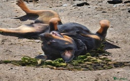 Rottweiler dogs for sale:  Long haired (fluffweilers ) last girl  - Image 28