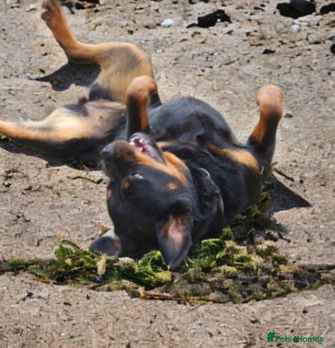Rottweiler dogs for sale:  Long haired (fluffweilers ) last girl  - Image 28