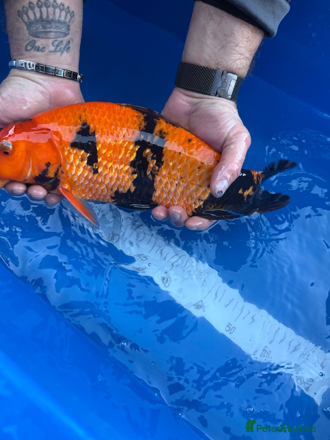 Koi Carp fish for sale: Hi Utsuri - Advert 3