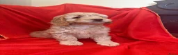 Cockapoo dogs for sale: FULLY HEALTH TESTED GOLD COCKAPOOS  - Advert 5