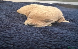 Mini Goldendoodle dogs for sale: 🐾STUNNING F1 MINIATURE GOLDEN DOODLES 🐾 - Advert 4