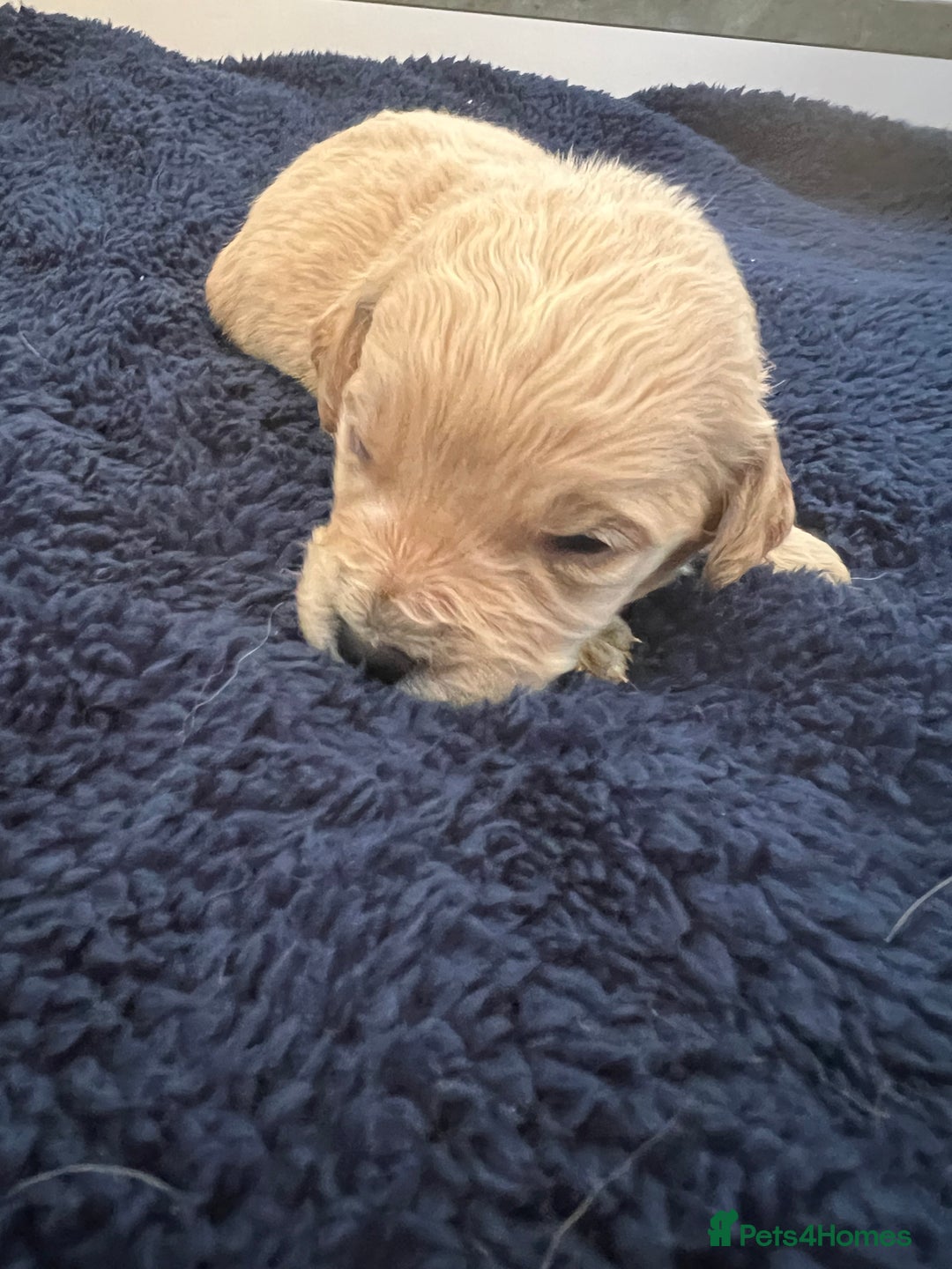 Mini Goldendoodle dogs for sale: 🐾STUNNING F1 MINIATURE GOLDEN DOODLES 🐾 - Advert 4