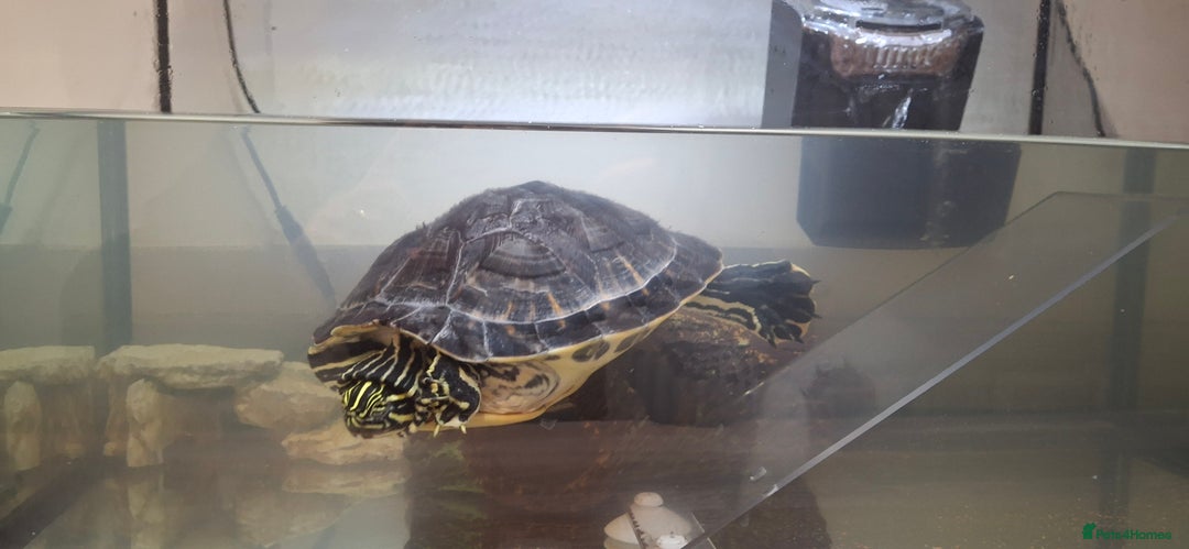 Turtle reptiles for sale: Turtle for sale - Advert 3