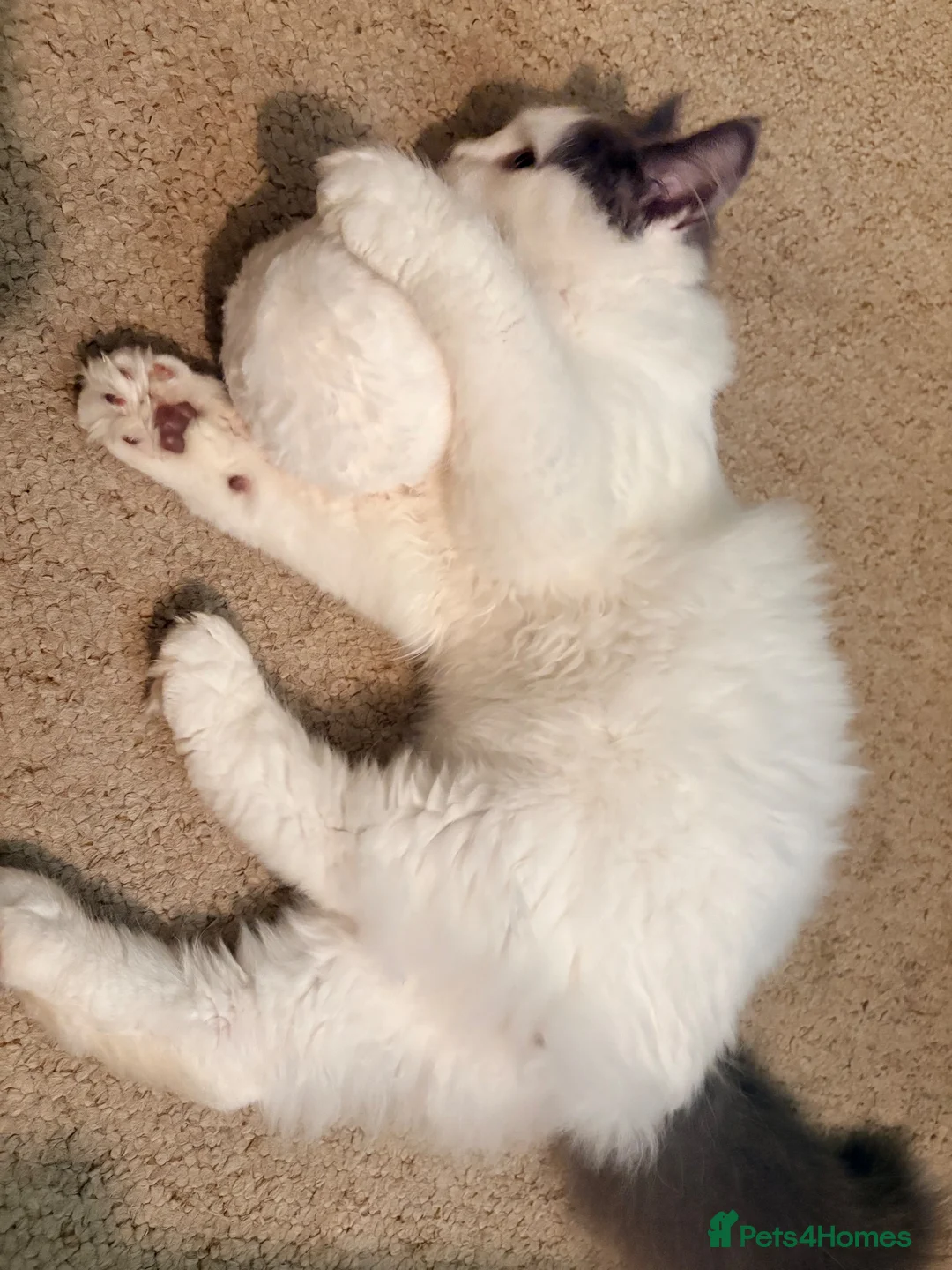 Mixed Breed cats for sale: Mischievous young male  - Advert 5