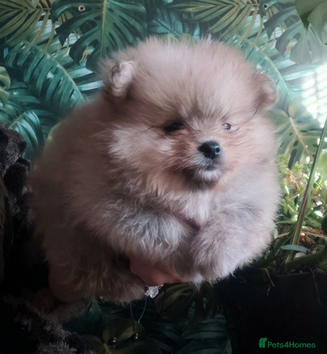 Pomeranian dogs for sale: Pomeranian puppies  - Advert 4