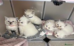 Ragdoll cats for sale: Beautiful pure ragdoll kittens  - Advert 1