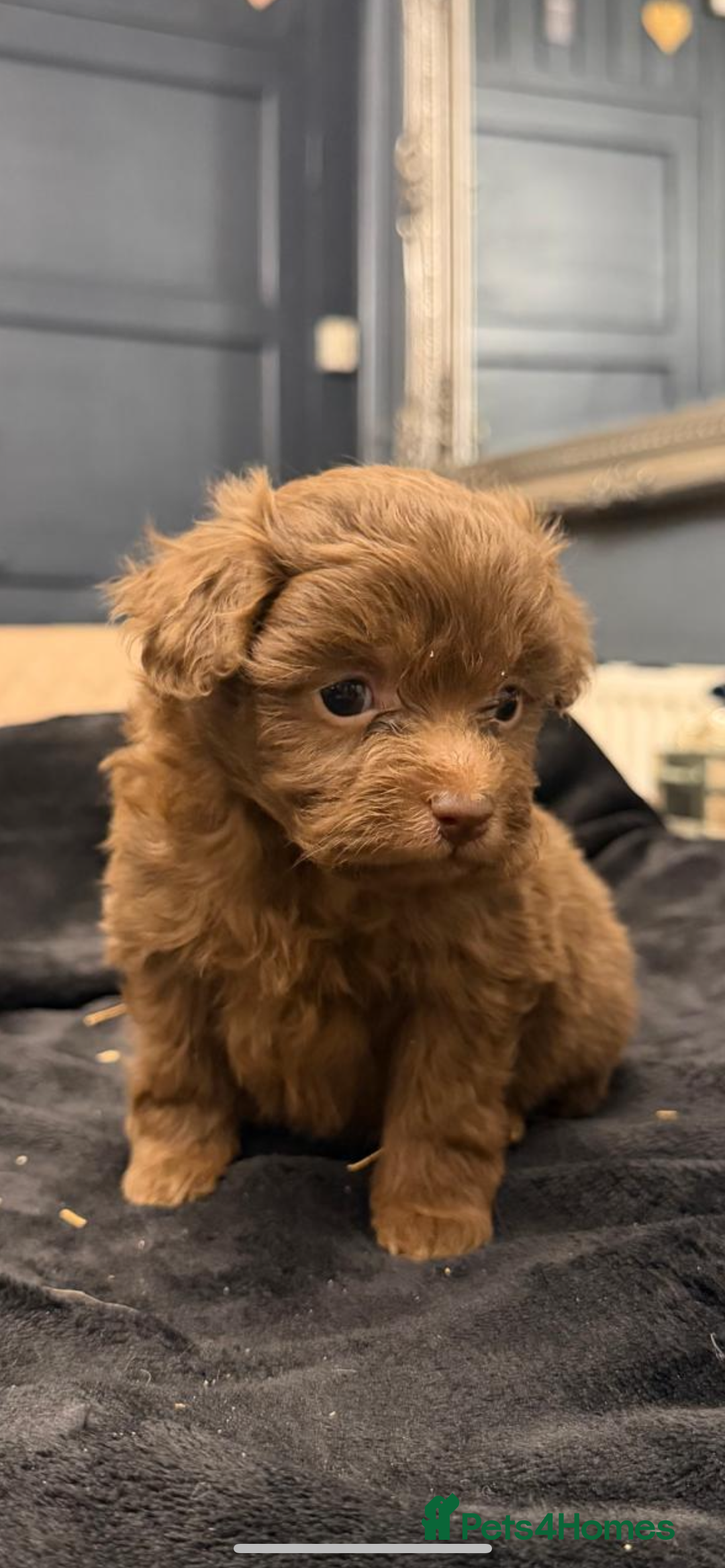 Pomapoo dogs for sale: F1 pomapoo baby’s  - Advert 5