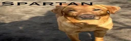Labrador Retriever dogs for sale: Top Quality Pups From Working Line Parents  - Advert 3
