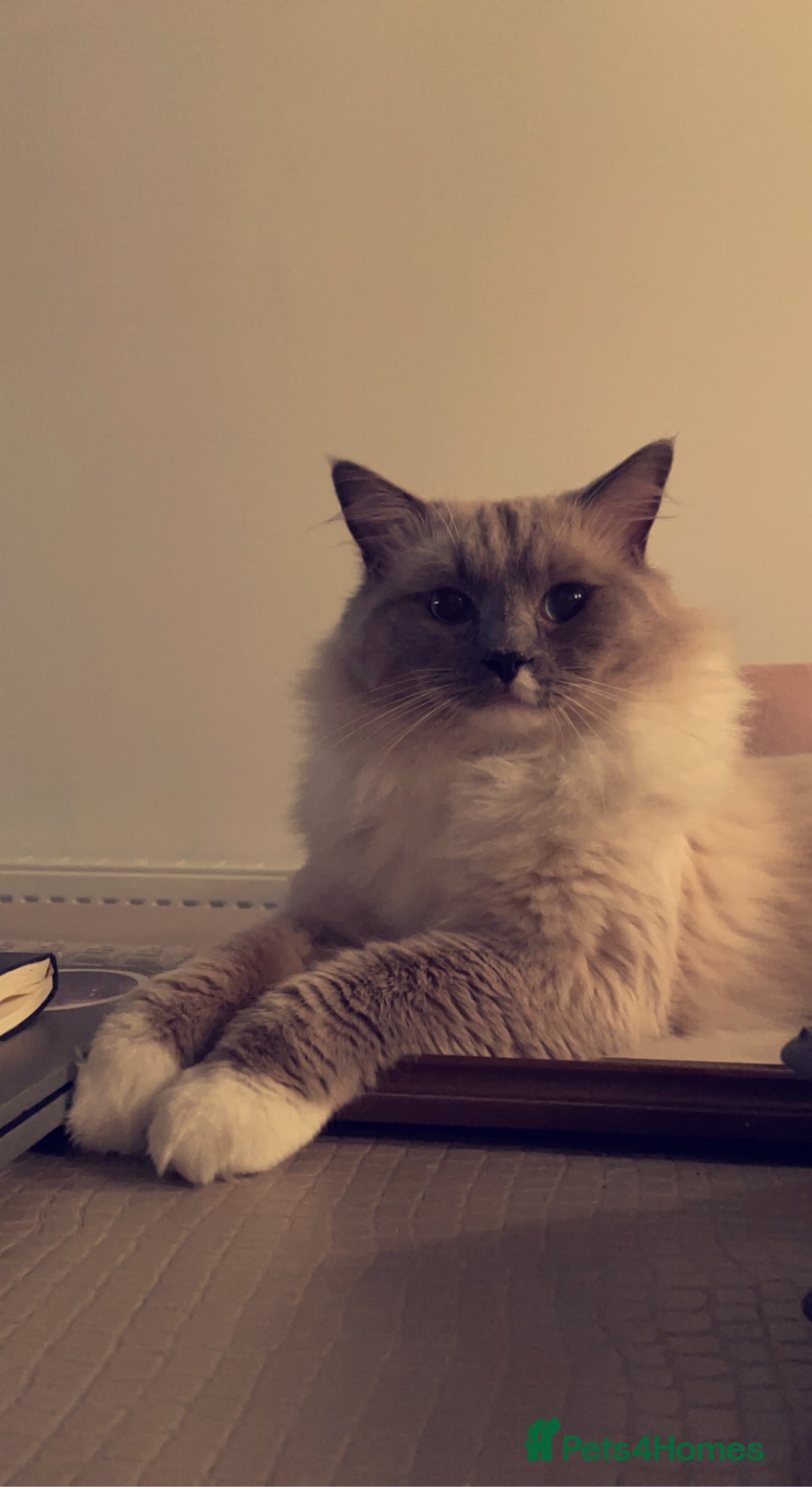 Ragdoll cats for stud: POSEIDON for stud duties - Advert 1