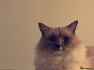 Ragdoll cats POSEIDON for stud duties - Advert 12