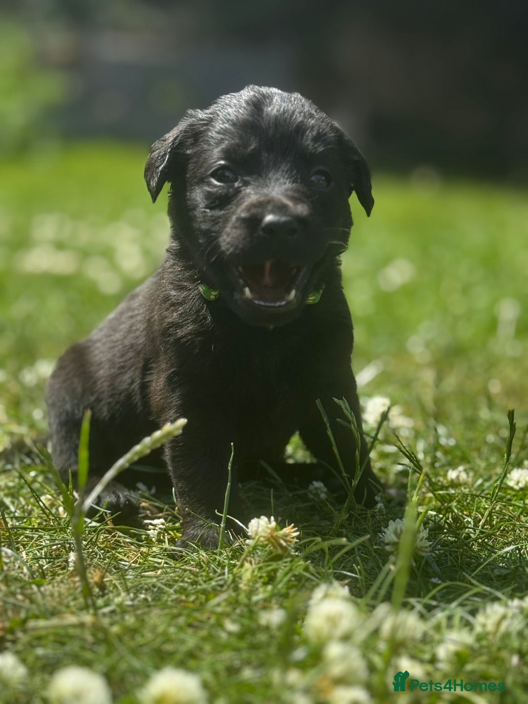 Labrador Retriever dogs for stud: Proven Gorgeous Black Lab in Mansfield - Advert 7