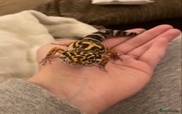 Leopard Gecko reptiles for sale: Leopard gecko for rehome  - Advert 1