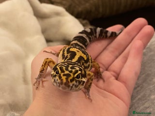 Leopard Gecko reptiles Leopard gecko for rehome - Advert 1