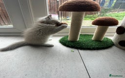 Ragdoll cats for sale: Blue mitted light mink  - Image 16