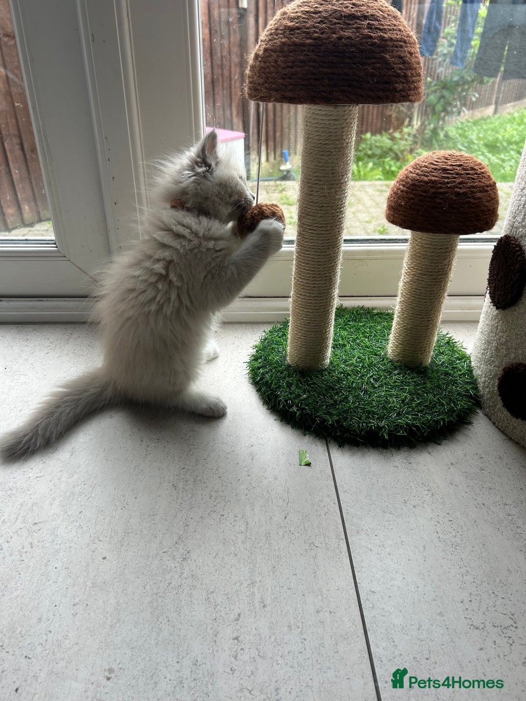 Ragdoll cats for sale: Blue mitted light mink  - Image 16