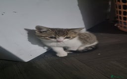 British Shorthair cats for sale: British shorthair kittens - Image 4