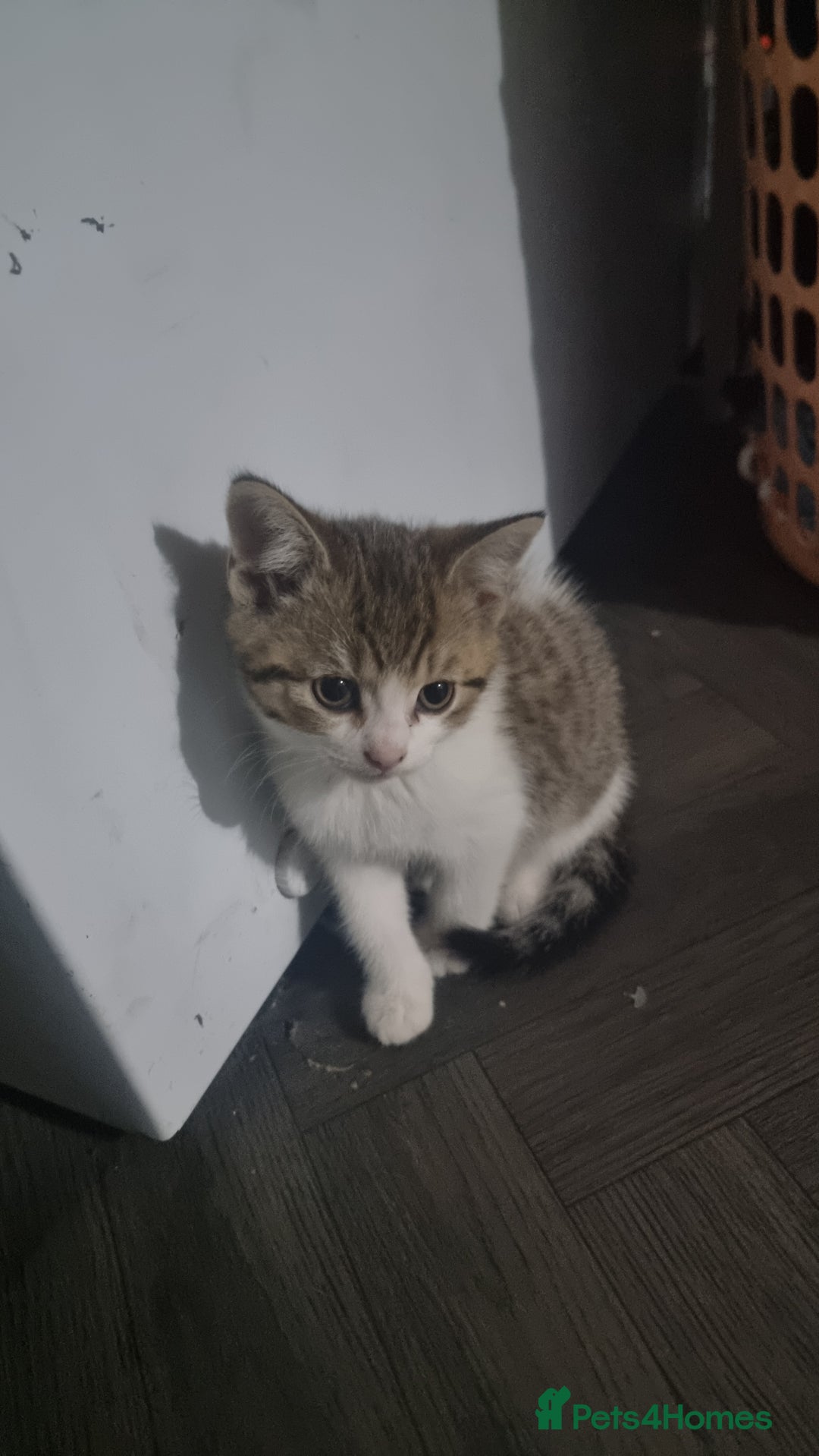 British Shorthair cats for sale: British shorthair kittens - Image 4