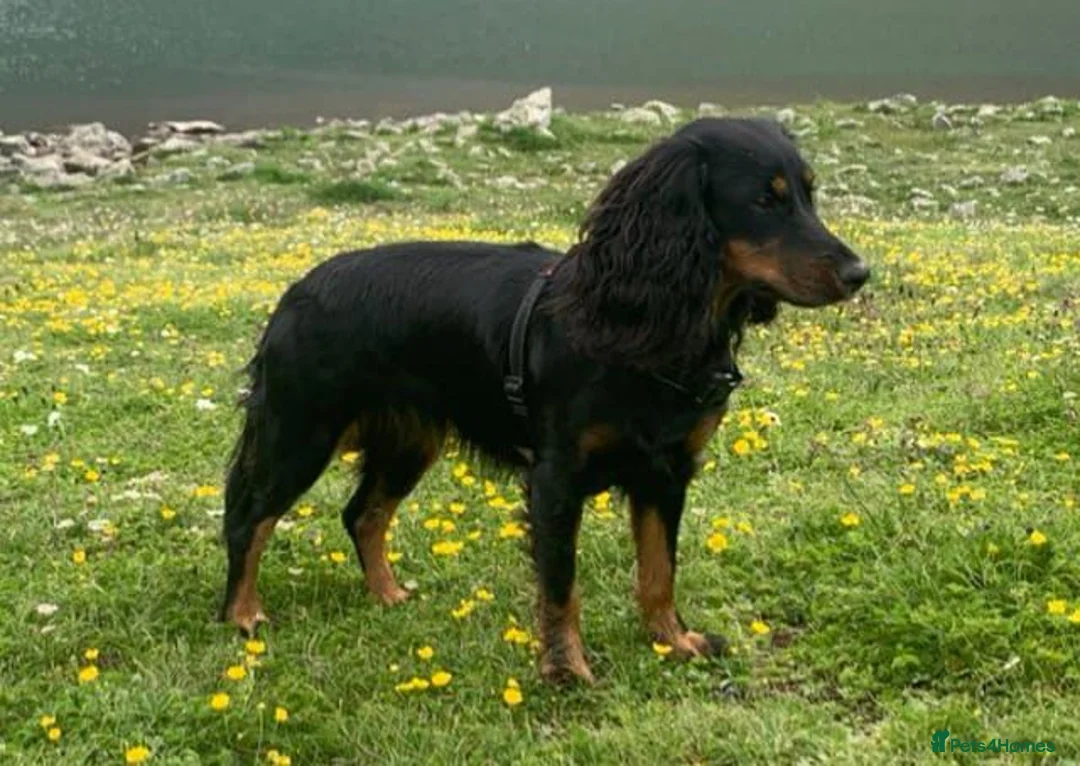 Cockapoo dogs for sale: Adorable Cockapoo  - Black,white & Tan in Hinckley - Advert 1