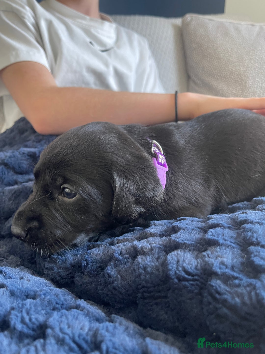 Labrador Retriever dogs for sale: Beautiful KC Black Female Pups  - Image 4
