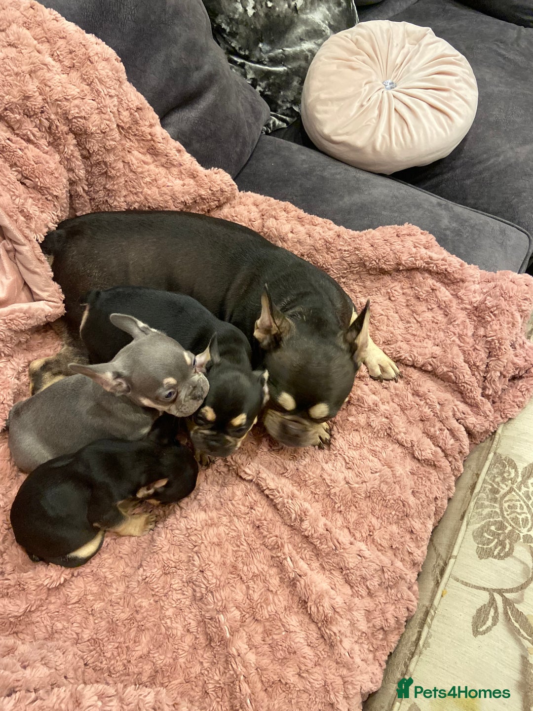 French Bulldog dogs for sale: Tan point French bulldogs females   - Image 4