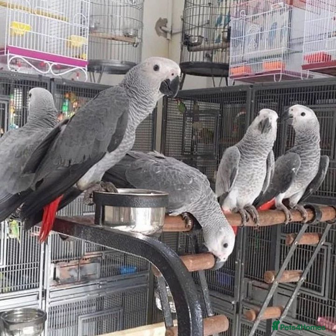 Mixed Breed birds for sale: Available Birds and Parrots - Image 8