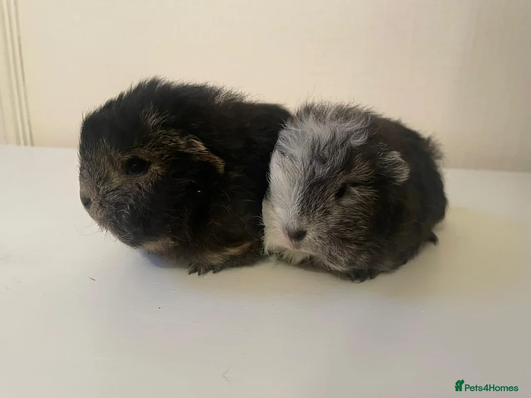 Guinea Pig rodents for sale: Swiss Guinea Pigs  - Advert 1