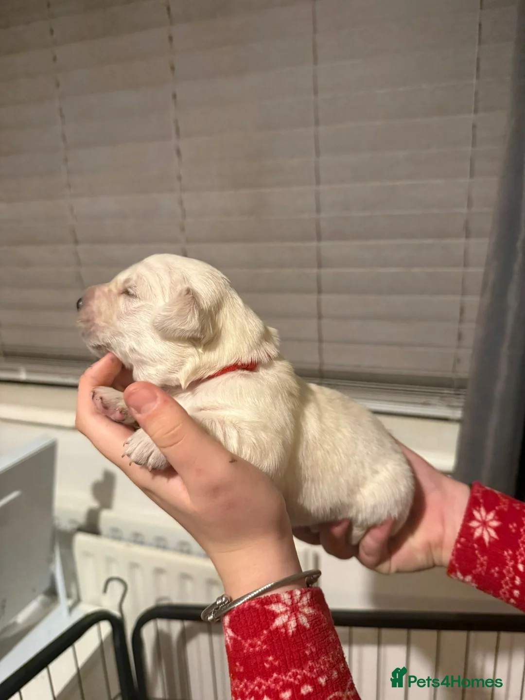 Golden Retriever dogs for sale: Full pedigree golden retriever puppies  - Advert 9