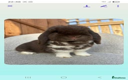 Mini Lop rabbits for sale: Mini lop (Girl) 11 months old - Image 2