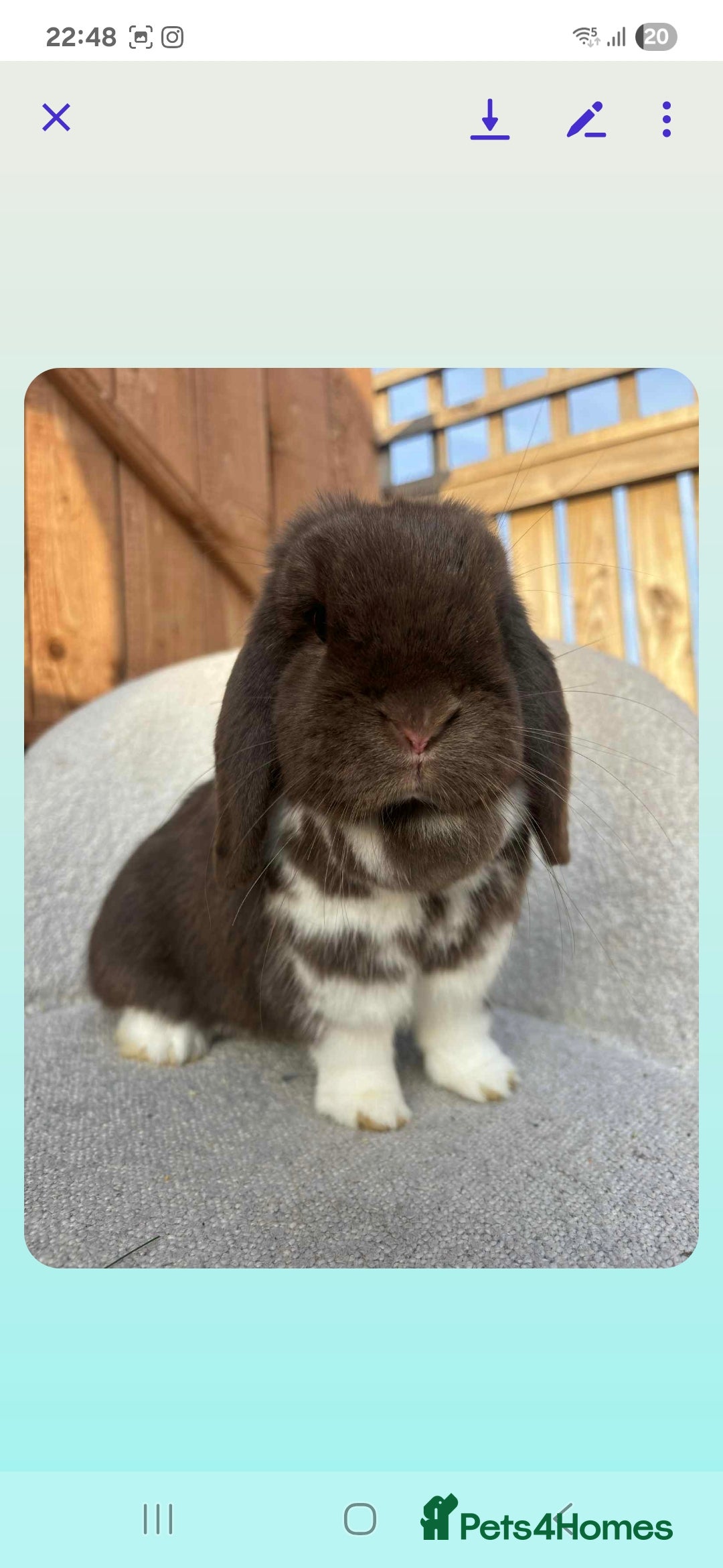 Mini Lop rabbits for sale: Mini lop (Girl) 11 months old - Image 2