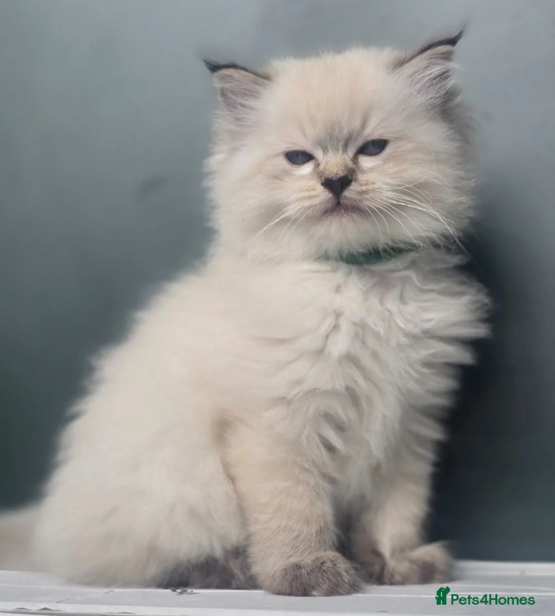 Ragdoll cats for sale: 🐾 TICA Beautiful Ragdoll Kittens - 2 Boys 🐾 - Advert 1