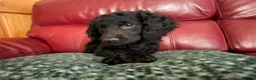 Cockapoo dogs for sale: 4 really to go F2 cocker puppies  in London - Advert 10