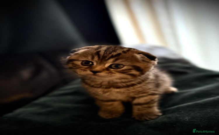 Scottish Fold cats for sale - Advert 1
