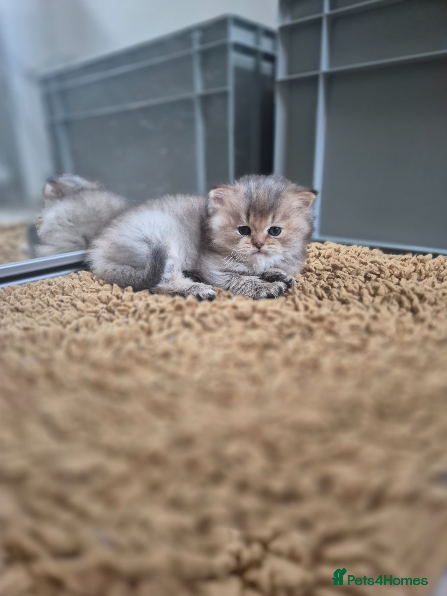 British Longhair cats Cutest British Longhair  - Advert 4