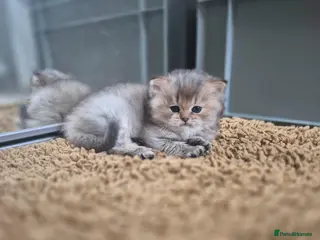 British Longhair cats Cutest British Longhair - Advert 4