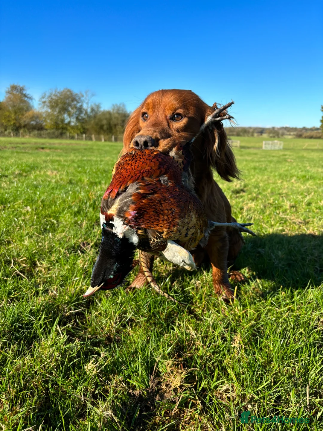 Cocker Spaniel dogs for stud: KC Dark red working cocker at stud - Advert 1