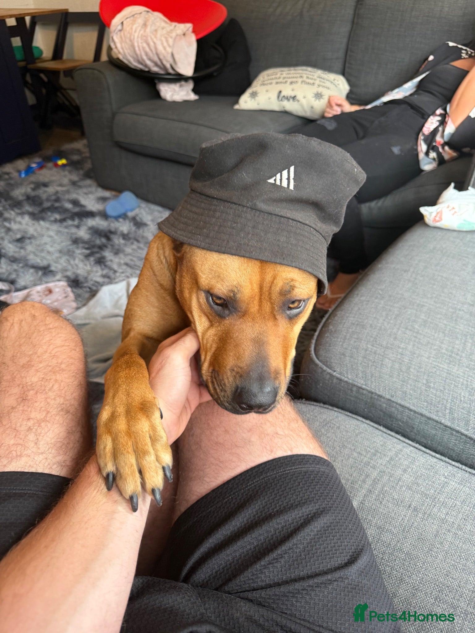 Mixed Breed dogs Rottie/mastiff - Advert 1