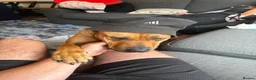 Mixed Breed dogs for sale: Rottie/mastiff in Walsall - Advert 1