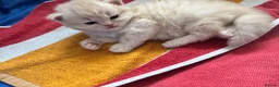 Maine Coon cats for sale: MAGICAL MAINE COON KITTENS - Advert 7
