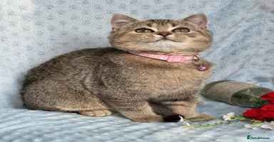 British Shorthair cats - Advert 6