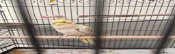 Cockatiels birds for sale: Cockatiel looking for a new home in High Wycombe - Advert 2