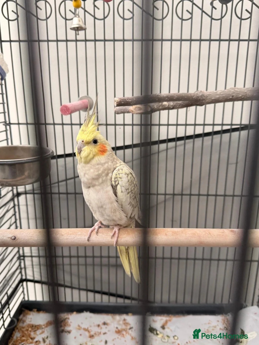 Cockatiels birds for sale: Cockatiel looking for a new home in High Wycombe - Advert 2