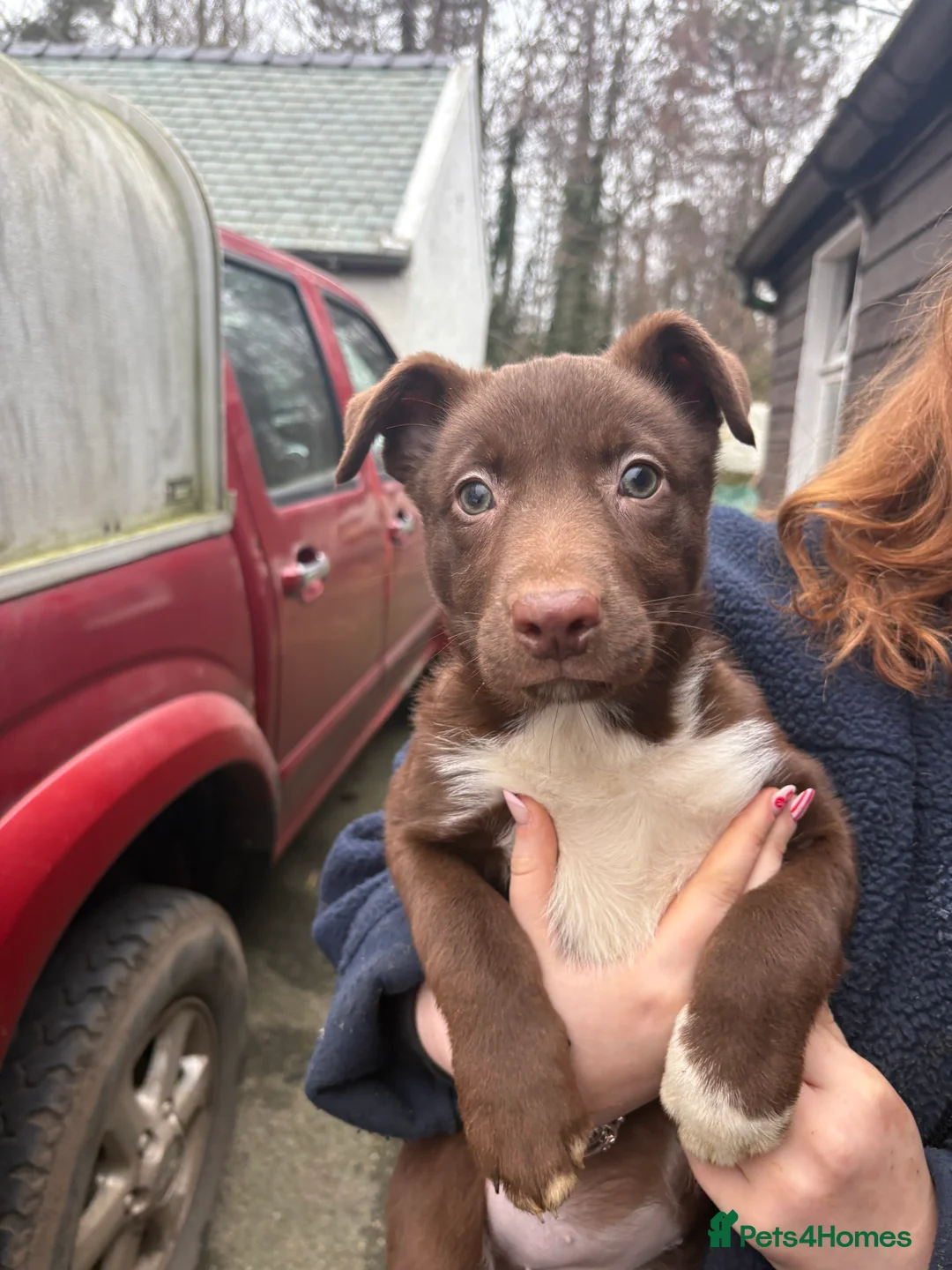 Welsh Collie dogs for sale: Welsh Sheepdogs  - Advert 2