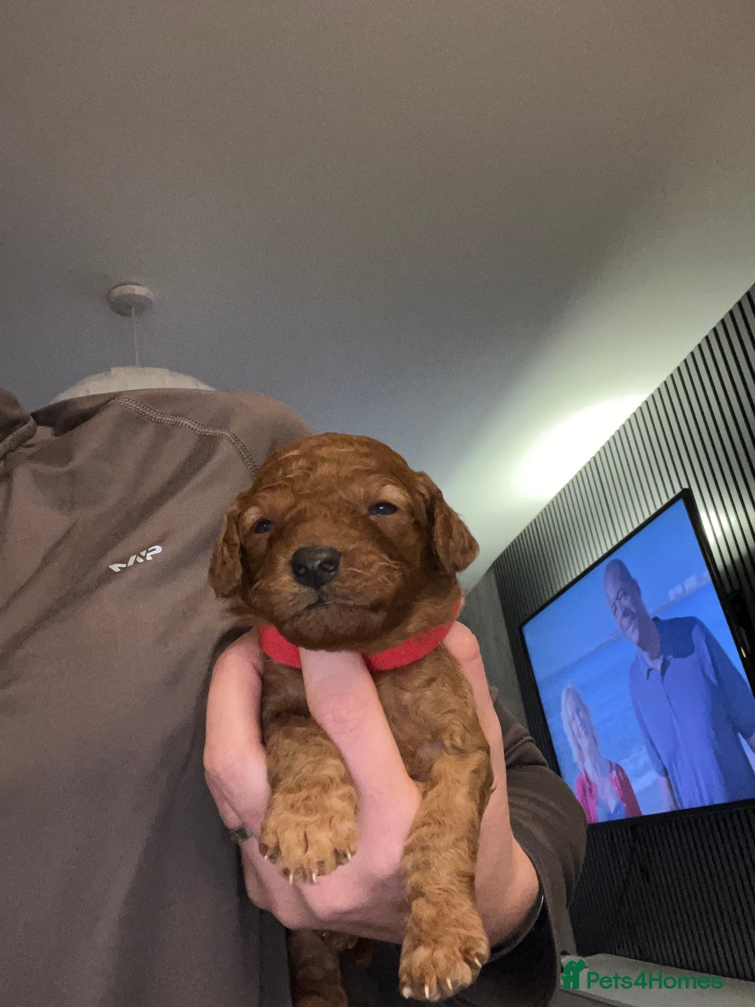 Cavapoo dogs for sale: F1b Cavapoo ALL PUPS NOW RESERVED  - Advert 25